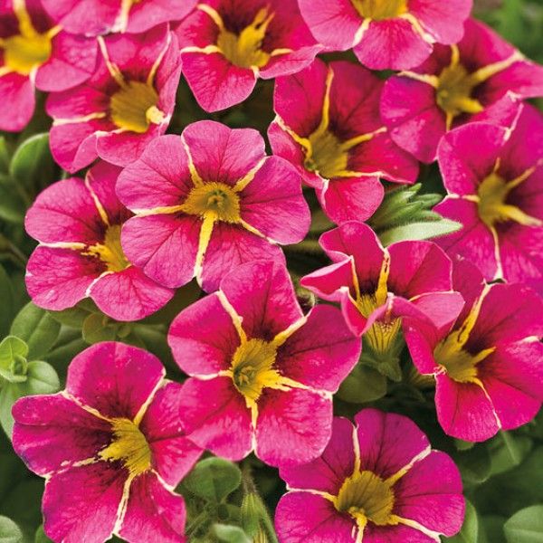 Калибрахоа