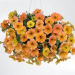 Петуния Cascadias Indian Summer от Завода ФЛОРА