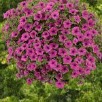Петуния Cascadias Pitaya от Завода ФЛОРА