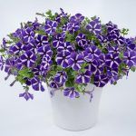 Петуния Cascadias Purple Gem от Завода ФЛОРА