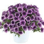 Петуния Cascadias Purple Ice от Завода ФЛОРА