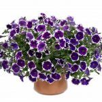 Петуния Cascadias Rim Violet от Завода ФЛОРА