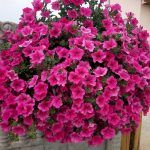 Петуния Surfinia Classic Hot Pink от Завода ФЛОРА