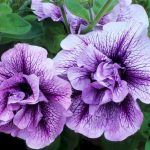 Петуния Tumbelina Priscilla от Завода ФЛОРА