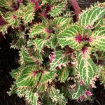 Колеус Peter's Wonder от Завода ФЛОРА