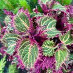 Колеус Peter's Wonder от Завода ФЛОРА