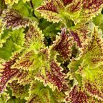 Колеус Pele от Завода ФЛОРА