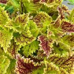 Колеус Pele - фото 2 от Завода ФЛОРА