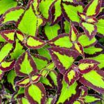 Колеус Saturn от Завода ФЛОРА