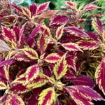 Колеус Pineapple Splash от Завода ФЛОРА