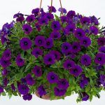 Петуния  Little Purple Blue от Завода ФЛОРА