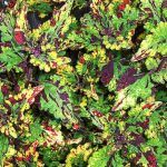 Колеус Stormy Weather от Завода ФЛОРА