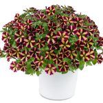 Петуния Amore Fiesta от Завода ФЛОРА