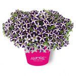 Петуния Amore Purple от Завода ФЛОРА