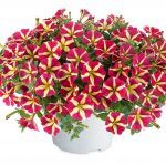 Петуния Amore Queen of Hearts от Завода ФЛОРА