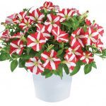 Петуния Amore King of Hearts от Завода ФЛОРА