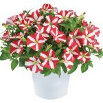 Петуния Amore King of Hearts от Завода ФЛОРА