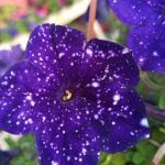 Петуния Surprise Sparkling Blue - фото 1 от Завода ФЛОРА