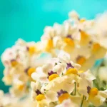 Немезия Sunshine от Завода ФЛОРА