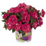 Петуния Origami Watermelon от Завода ФЛОРА