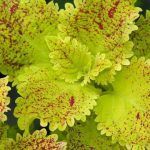 Колеус Pele от Завода ФЛОРА