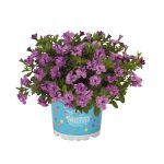 Калибрахоа махровая Aloha Double Lavender от Завода ФЛОРА