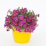 Калибрахоа Rave Pink от Завода ФЛОРА