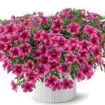 Калибрахоа Colibri Cherry Lace от Завода ФЛОРА