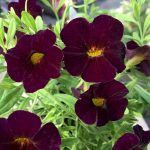 Калибрахоа Can-Can Velvet от Завода ФЛОРА