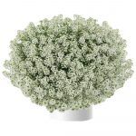 Алиссум Silver Stream от Завода ФЛОРА