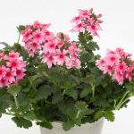 Вербена Blues Mango Pink от Завода ФЛОРА