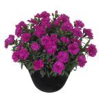 Гвоздика Sunflor Fygi от Завода ФЛОРА