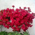 Гвоздика Ампельная Red от Завода ФЛОРА