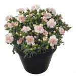 Гвоздика South Beach Flow от Завода ФЛОРА