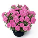 Гвоздика Sunflor Surprise Pink от Завода ФЛОРА