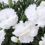 Гвоздика Super Trouper Witta от Завода ФЛОРА