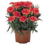 Гвоздика Mediterrаneo Santorini от Завода ФЛОРА