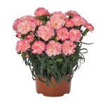 Гвоздика Menorca Floriane от Завода ФЛОРА