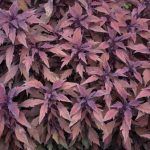 Колеус Velvet Mocha - фото 1 от Завода ФЛОРА