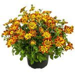 Биденс Dorado Red Yеlow от Завода ФЛОРА