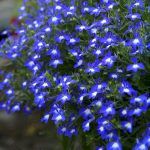 Лобелия вегетативная Hot Bavaria - фото 1 от Завода ФЛОРА