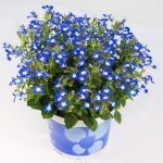 Лобелия вегетативная Hot Bavaria от Завода ФЛОРА