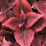 Колеус Mariposa от Завода ФЛОРА