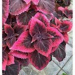 Колеус Mariposa - фото 1 от Завода ФЛОРА