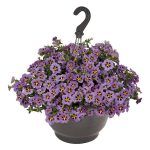 Калибрахоа Aloha Classic Tiki Dark Blue от Завода ФЛОРА