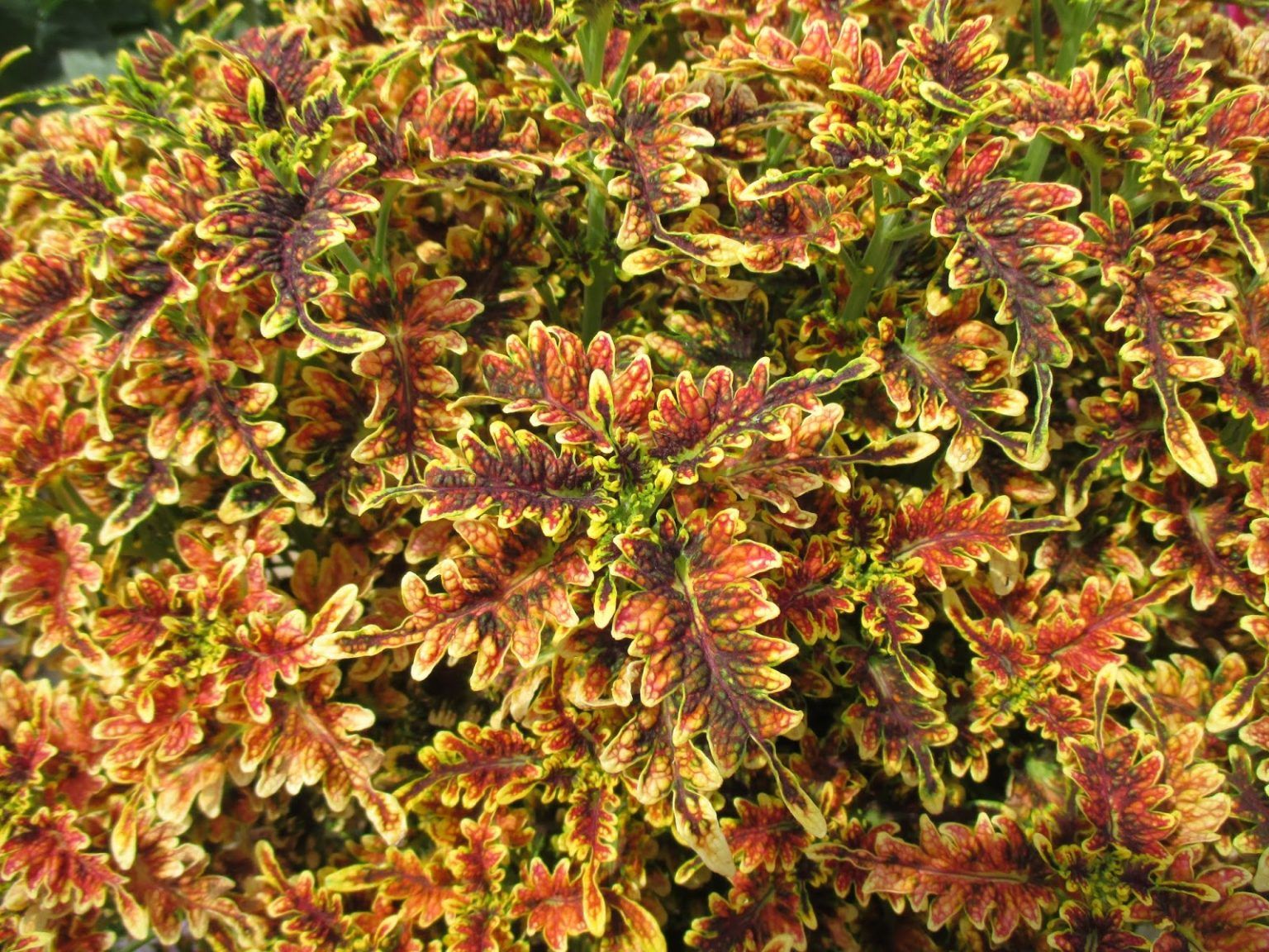 Колеус Copper Coral от Завода ФЛОРА