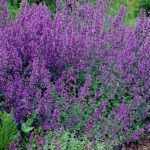 Котовник Фассена Walker's Low - фото 7 от Завода ФЛОРА