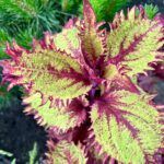 Колеус Henna - фото 1 от Завода ФЛОРА