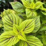 Колеус Fishnet Stockings - фото 1 от Завода ФЛОРА