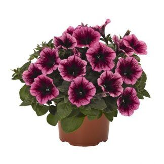 Петуния Sweetunia Burgundy Gem (0,1л)